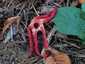 Tintahalgomba (Clathrus archeri), Őrség